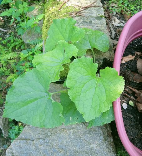 La #lunaria e le monete del Papa